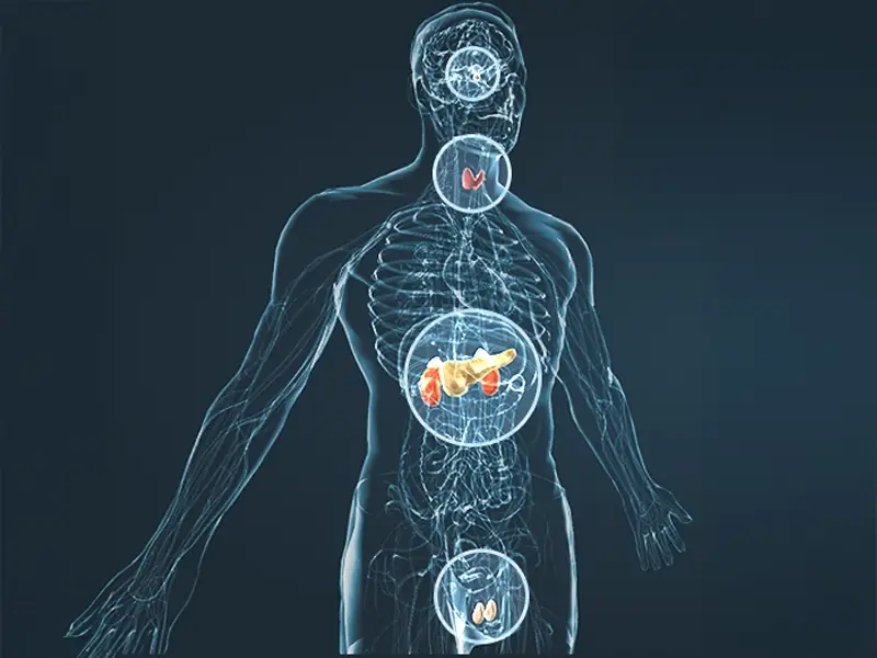 Illustration of the male circulatory system